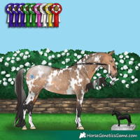 Horse Color:White Spotted Brown Dun Rabicano 