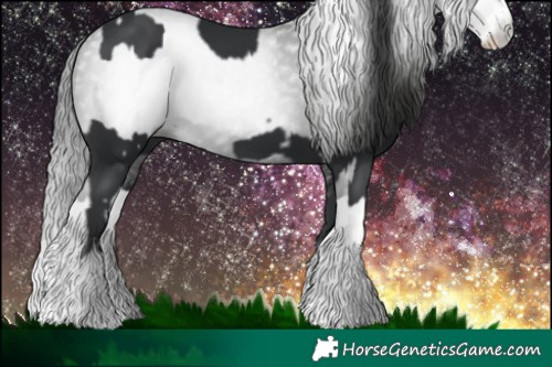 Horse Color:Black Splash  and Gray Black Splash 