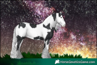 Horse Color:Black Splash  and Gray Black Splash 