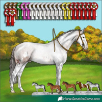 Horse Color:White Spotted Bay Splash