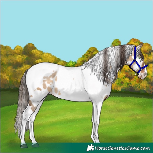 Horse Color:Gray White Spotted Brown Pearl Dun Tobiano Appaloosa 