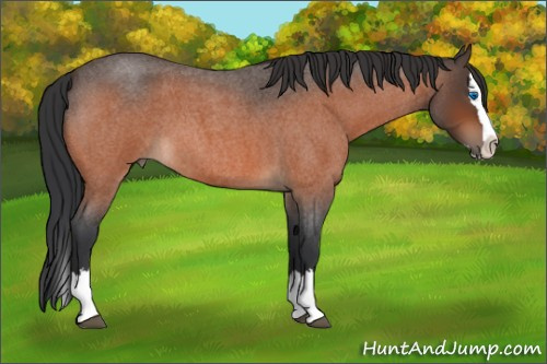 Horse Color:Bay Roan Splash