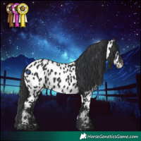 Horse Color:Black Appaloosa