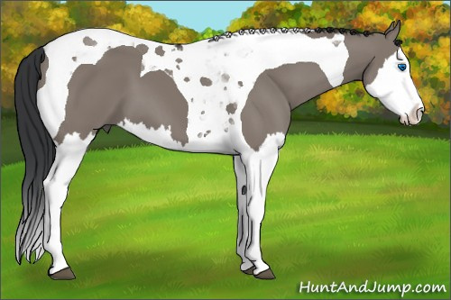 Horse Color:Grullo Splash Tobiano 