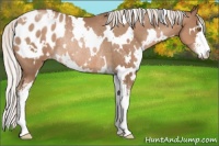 Horse Color:White Spotted Silver Black Pearl Sabino Appaloosa Rabicano 