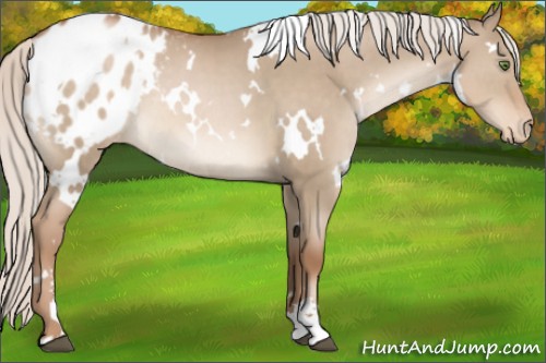 Horse Color:White Spotted Silver Grullo Pearl Sabino Varnish Rabicano