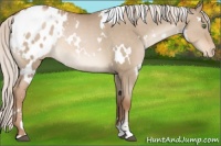 Horse Color:White Spotted Silver Grullo Pearl Sabino Varnish Rabicano 
