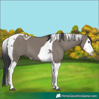 Horse Color:Grullo Splash Tobiano 