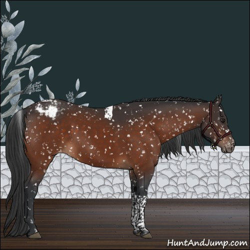 Horse Color:Brown Tobiano Appaloosa 