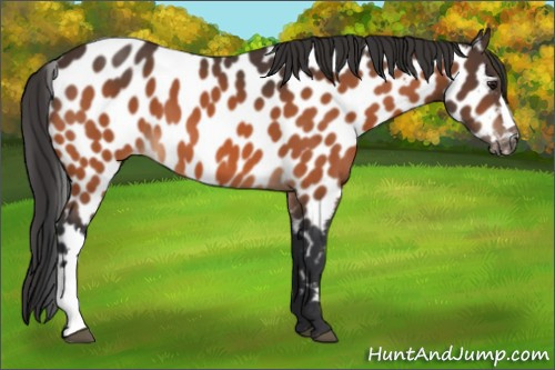 Horse Color:Brown Appaloosa 