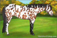 Horse Color:Brown Appaloosa 