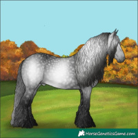 Horse Color:Gray Black 