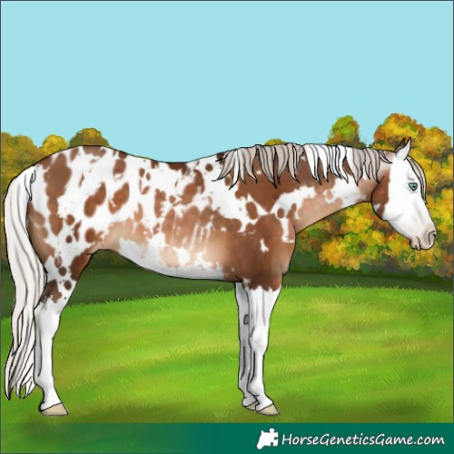 Horse Color:Gray White Spotted Silver Brown Pearl Splash Blanket 