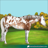 Horse Color:Gray White Spotted Silver Brown Pearl Splash Appaloosa 