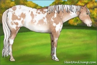 Horse Color:White Spotted Silver Brown Pearl Appaloosa 