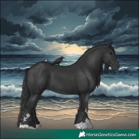 Horse Color:Black 