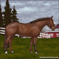 Horse Color:Liver Chestnut 