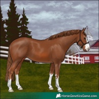 Horse Color:Chestnut 