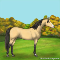 Horse Color:Buckskin Splash 
