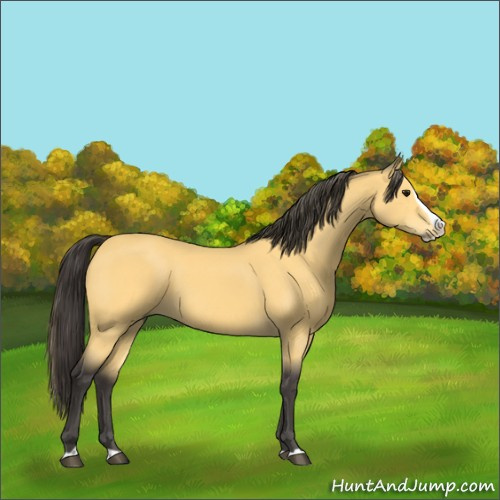 Horse Color:Buckskin Splash 