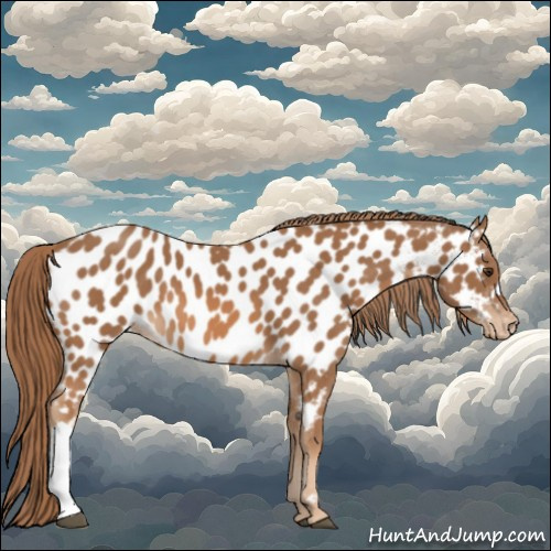 Horse Color:Chestnut Near Leopard 
