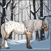 Horse Color:Silver Brown Dun Appaloosa 