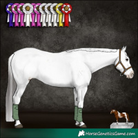 Horse Color:Brown Dun Sabino 