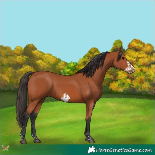 Horse Color:Bay and Bay Frame