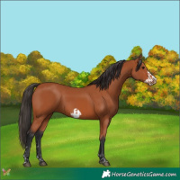Horse Color:Bay  and Bay Frame 