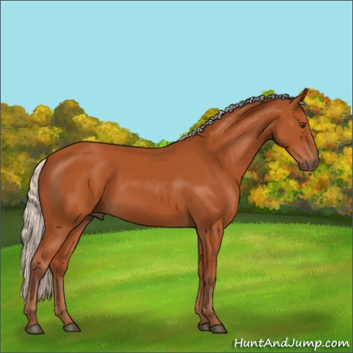 Horse Color:Silver Bay Rabicano 