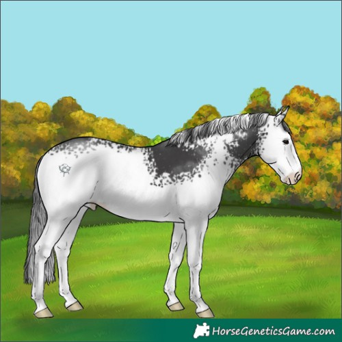 Horse Color:White Spotted Black 