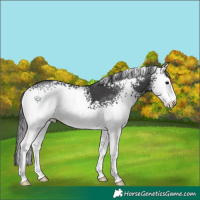 Horse Color:White Spotted Black