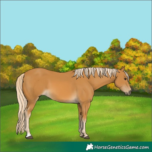 Horse Color:Palomino 