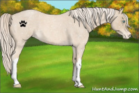 Horse Color:Cremello Roan Snowflake Varnish