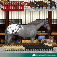 Horse Color:Smoky Black Appaloosa 