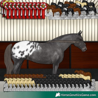 Horse Color:Smoky Black Appaloosa 