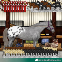 Horse Color:Smoky Black Appaloosa 