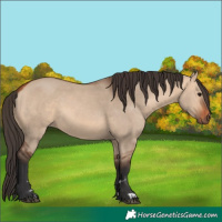 Horse Color:Bay Dun