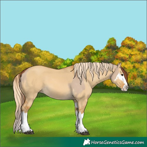 Horse Color:Red Dun Splash and Palomino Dun Splash