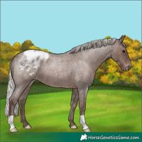 Horse Color:Silver Blue Roan Appaloosa