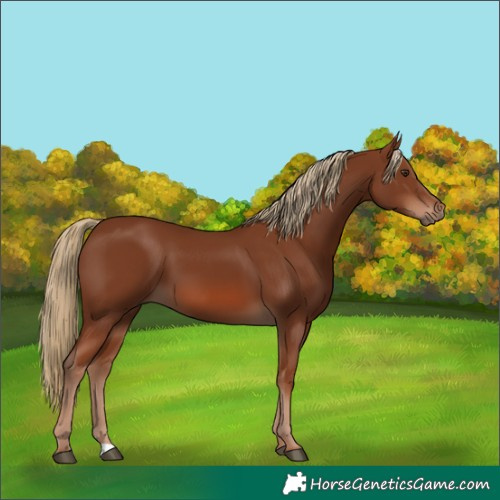 Horse Color:Chestnut 