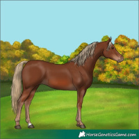 Horse Color:Chestnut 