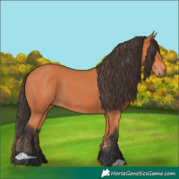 Horse Color:Bay 