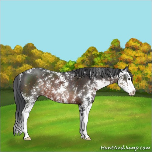 Horse Color:Brown Sabino Splash Rabicano 