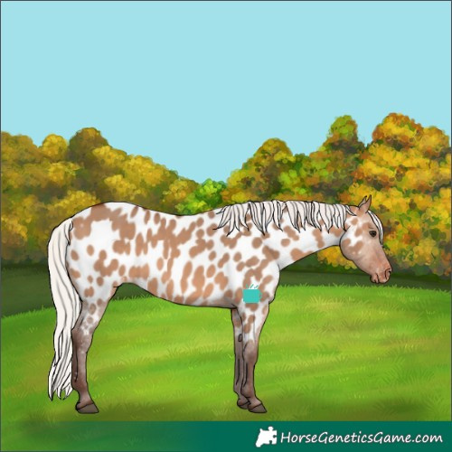 Horse Color:Silver Brown Dun Appaloosa 