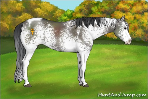 Horse Color:White Spotted Grullo Splash Tobiano 