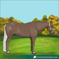 Horse Color:Silver Black 