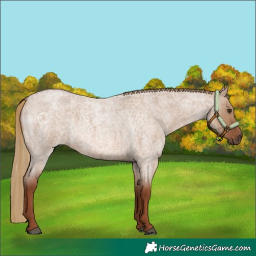 Horse Color:Red Dun Roan
