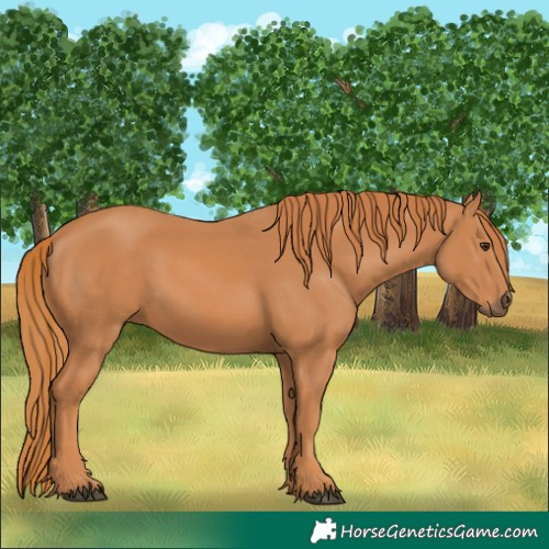 Horse Color:Chestnut 