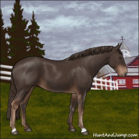 Horse Color:Liver Chestnut 